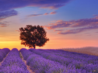 Lavender Fields in Provence wallpaper 320x240