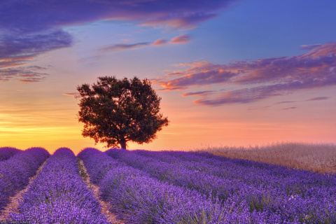 Обои Lavender Fields in Provence 480x320