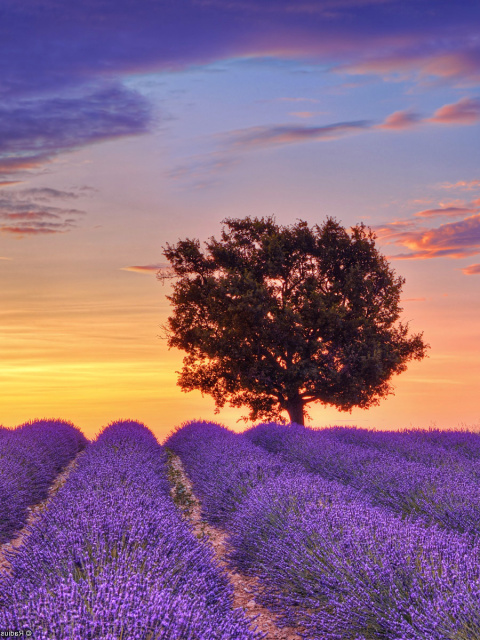 Lavender Fields in Provence wallpaper 480x640