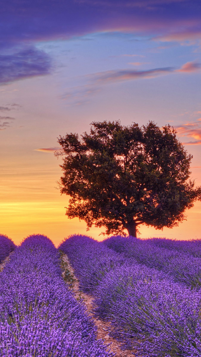 Sfondi Lavender Fields in Provence 640x1136