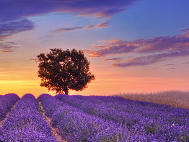 Sfondi Lavender Fields in Provence 640x480