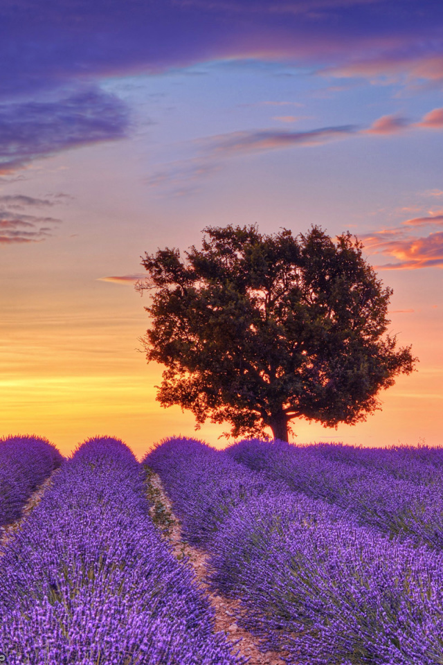 Fondo de pantalla Lavender Fields in Provence 640x960