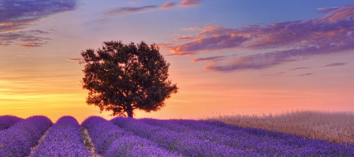 Das Lavender Fields in Provence Wallpaper 720x320