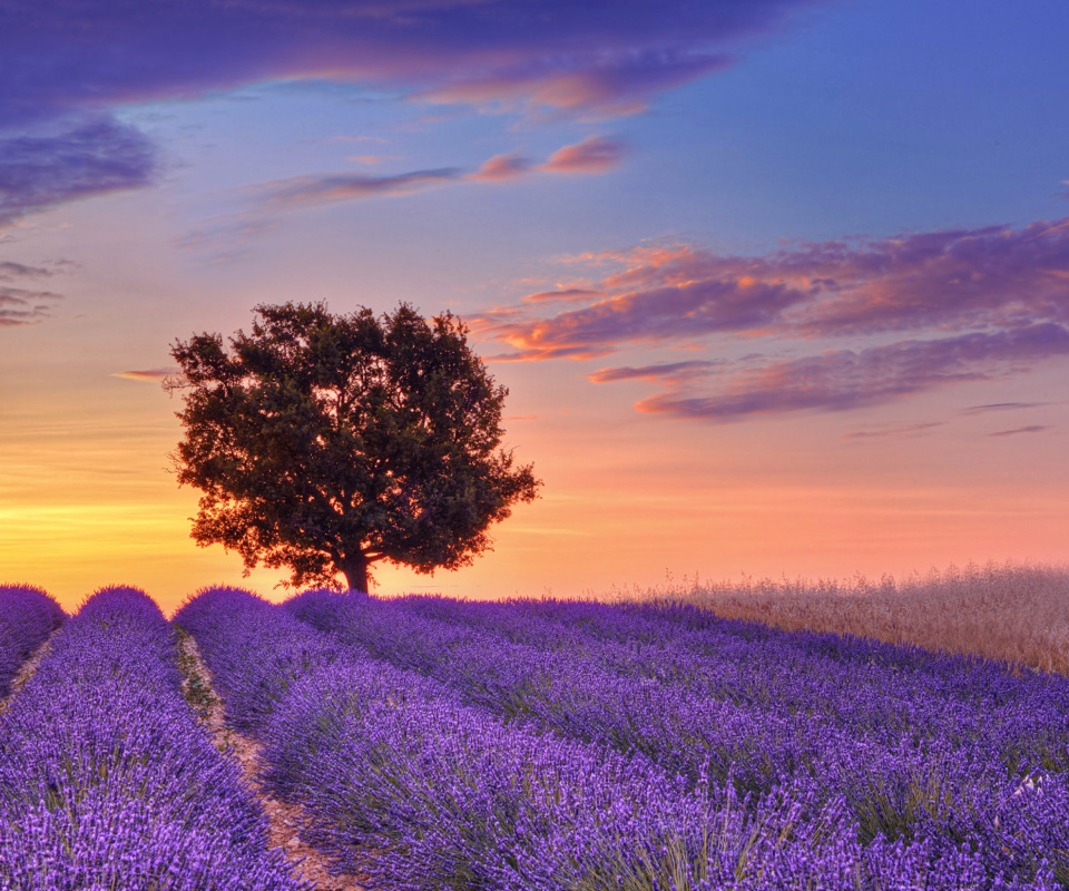 Обои Lavender Fields in Provence 960x800