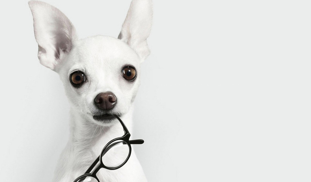White Dog And Black Glasses wallpaper 1024x600