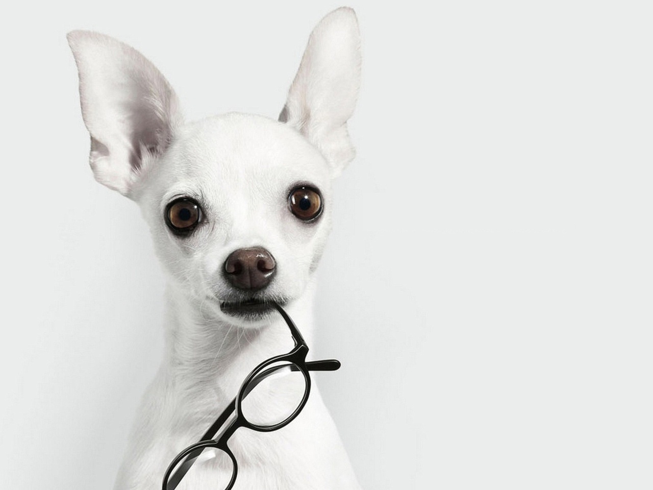White Dog And Black Glasses wallpaper 1280x960