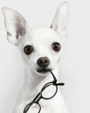 Fondo de pantalla White Dog And Black Glasses 128x160