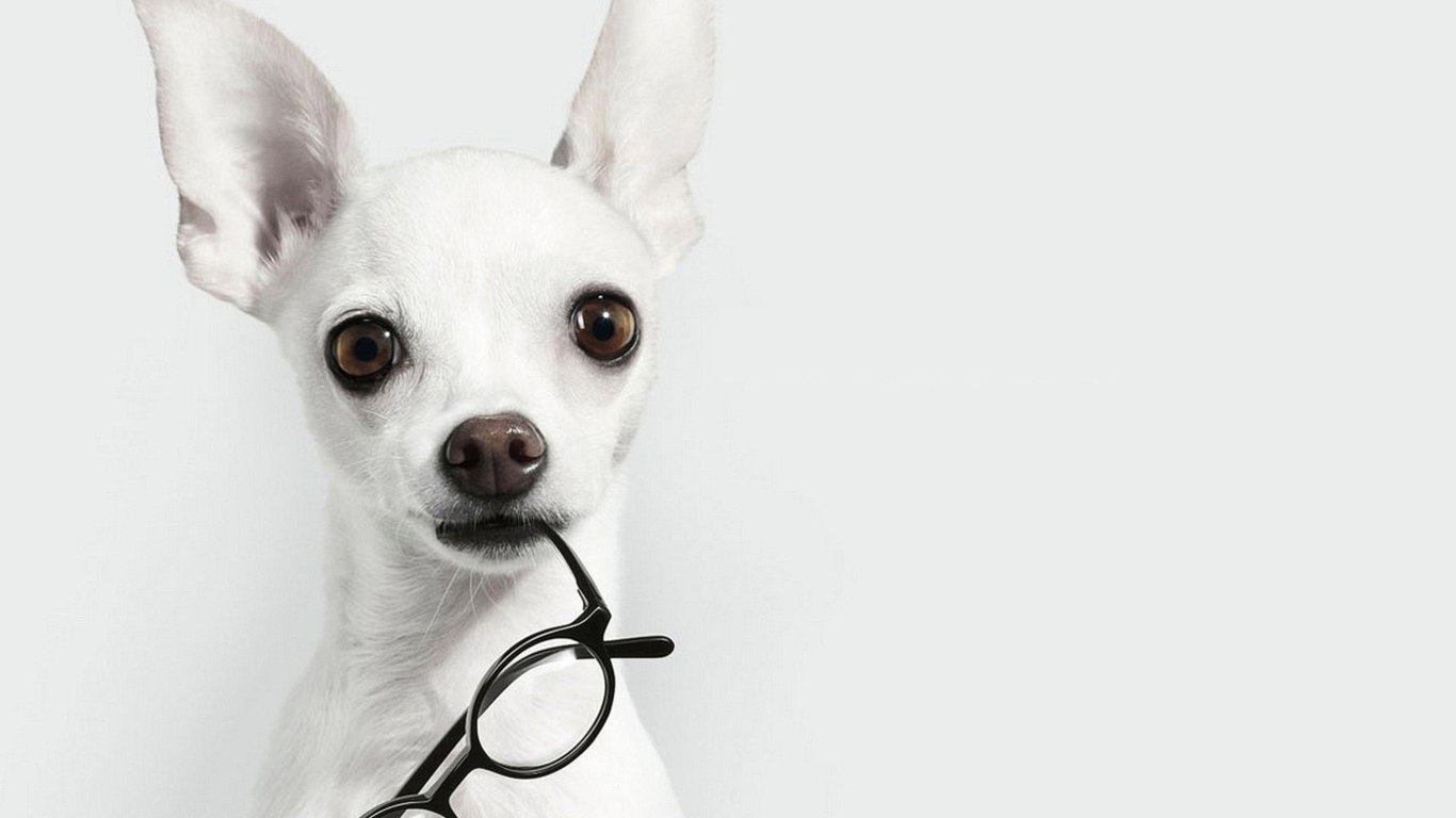 Das White Dog And Black Glasses Wallpaper 1366x768