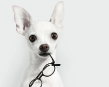 Fondo de pantalla White Dog And Black Glasses 220x176