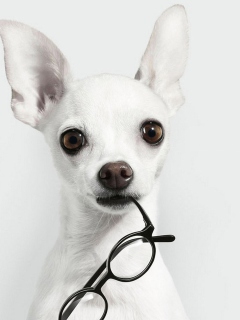 Das White Dog And Black Glasses Wallpaper 240x320