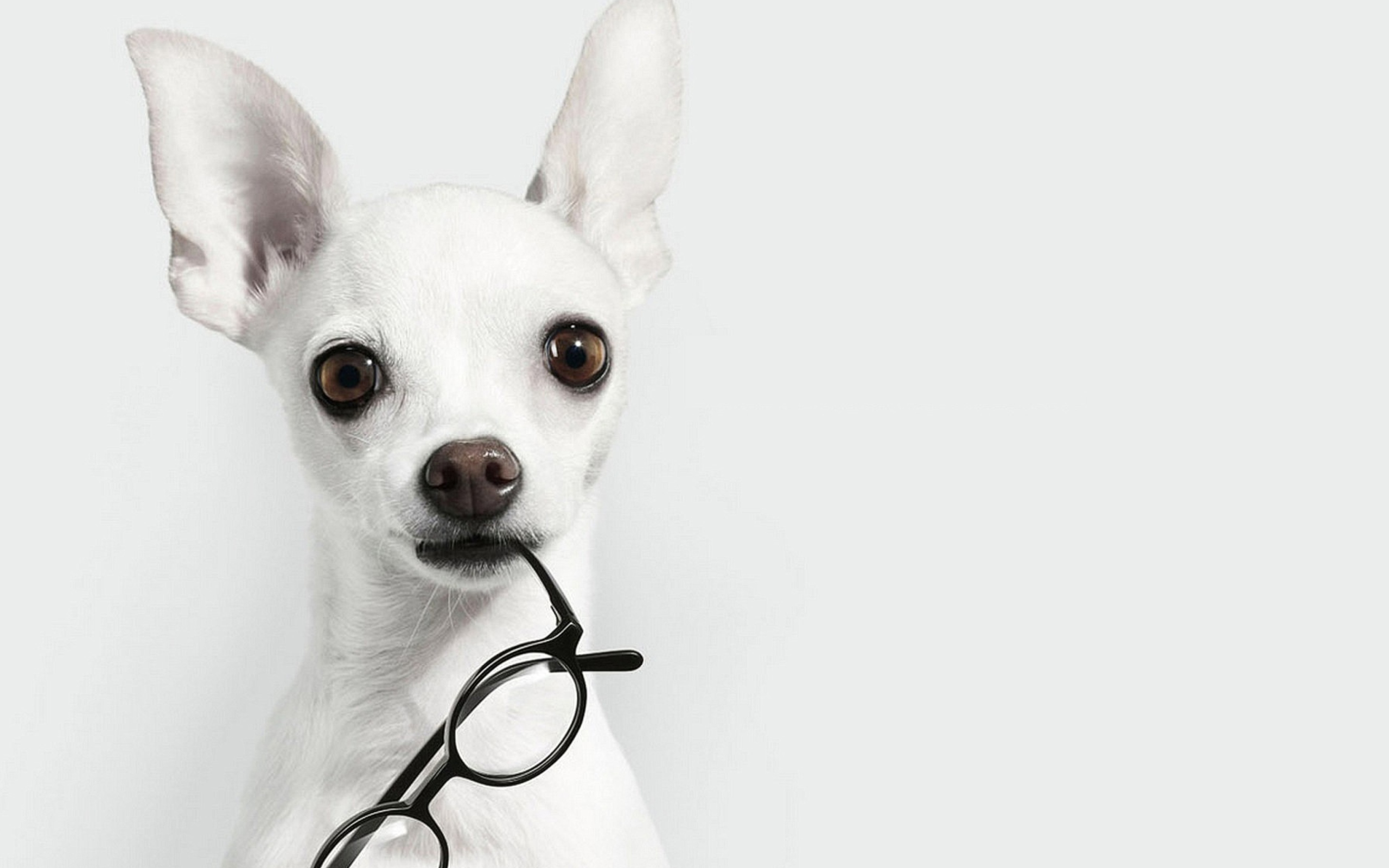 White Dog And Black Glasses wallpaper 2560x1600