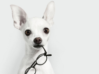 Das White Dog And Black Glasses Wallpaper 320x240