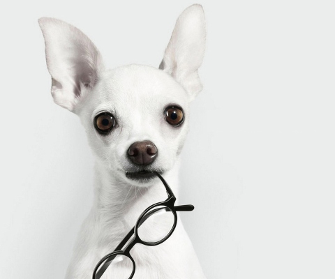 Das White Dog And Black Glasses Wallpaper 480x400