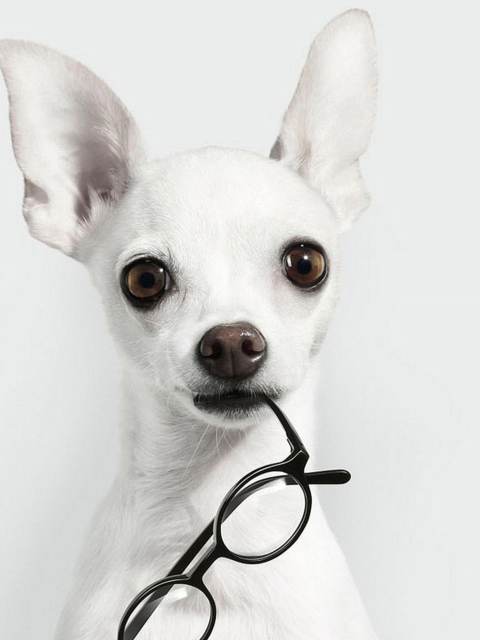 White Dog And Black Glasses wallpaper 480x640