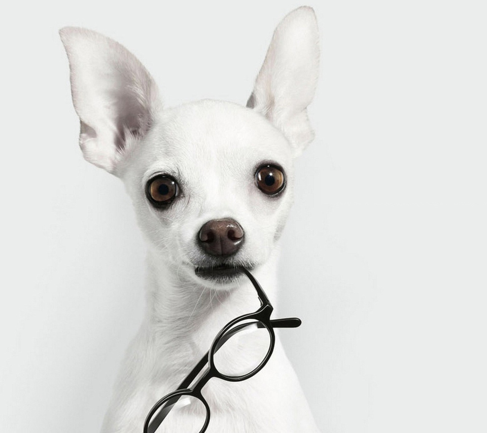 Fondo de pantalla White Dog And Black Glasses 960x854