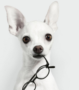 Kostenloses White Dog And Black Glasses Wallpaper für Nokia 603