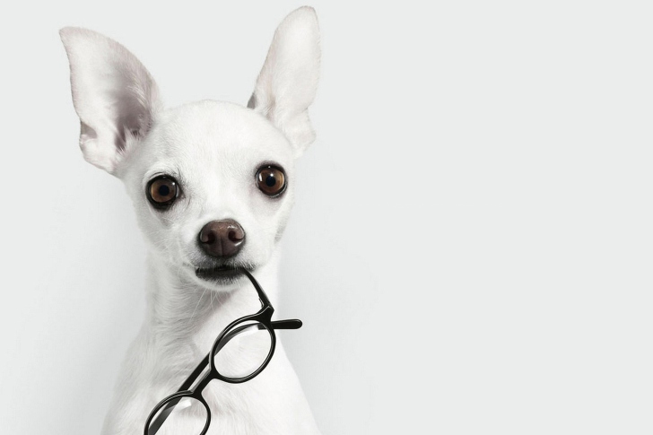 Das White Dog And Black Glasses Wallpaper