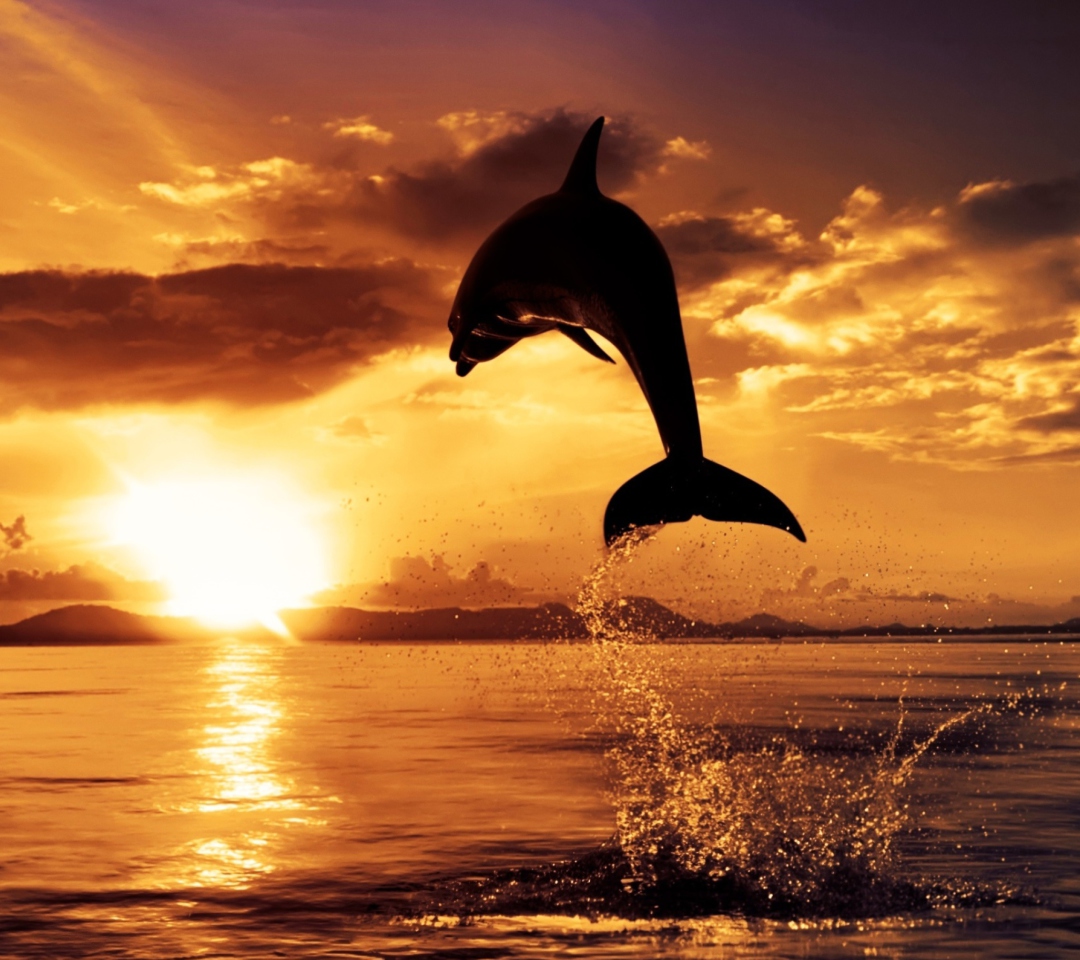 Dolphin wallpaper 1080x960