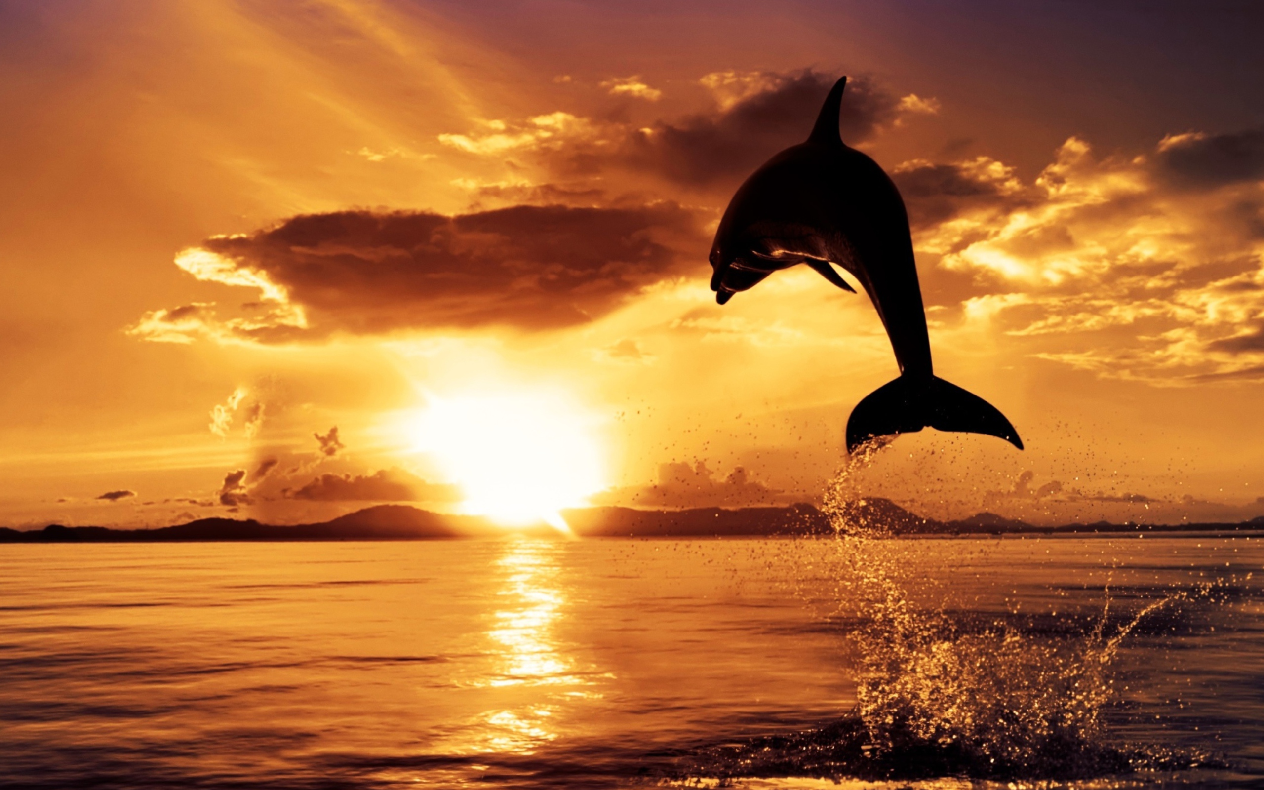 Dolphin screenshot #1 2560x1600