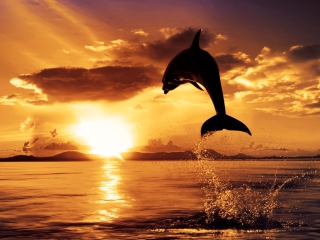 Dolphin wallpaper 320x240