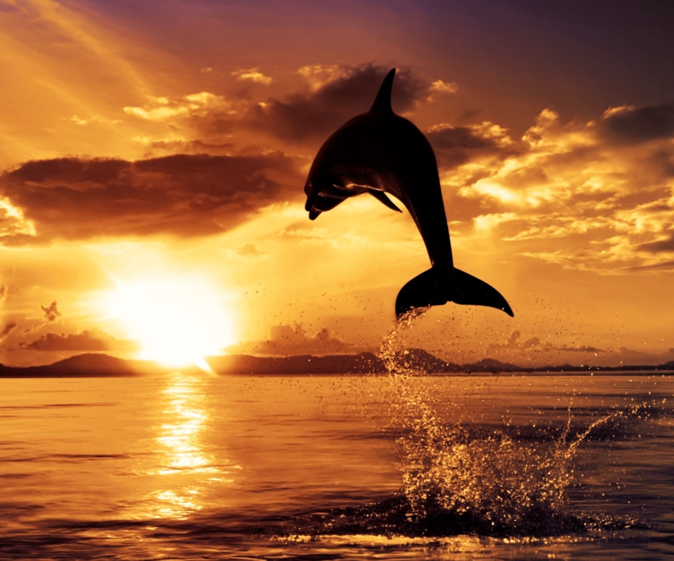 Das Dolphin Wallpaper 960x800