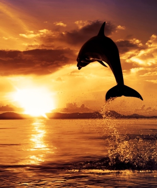 Dolphin - Fondos de pantalla gratis para Nokia C-Series