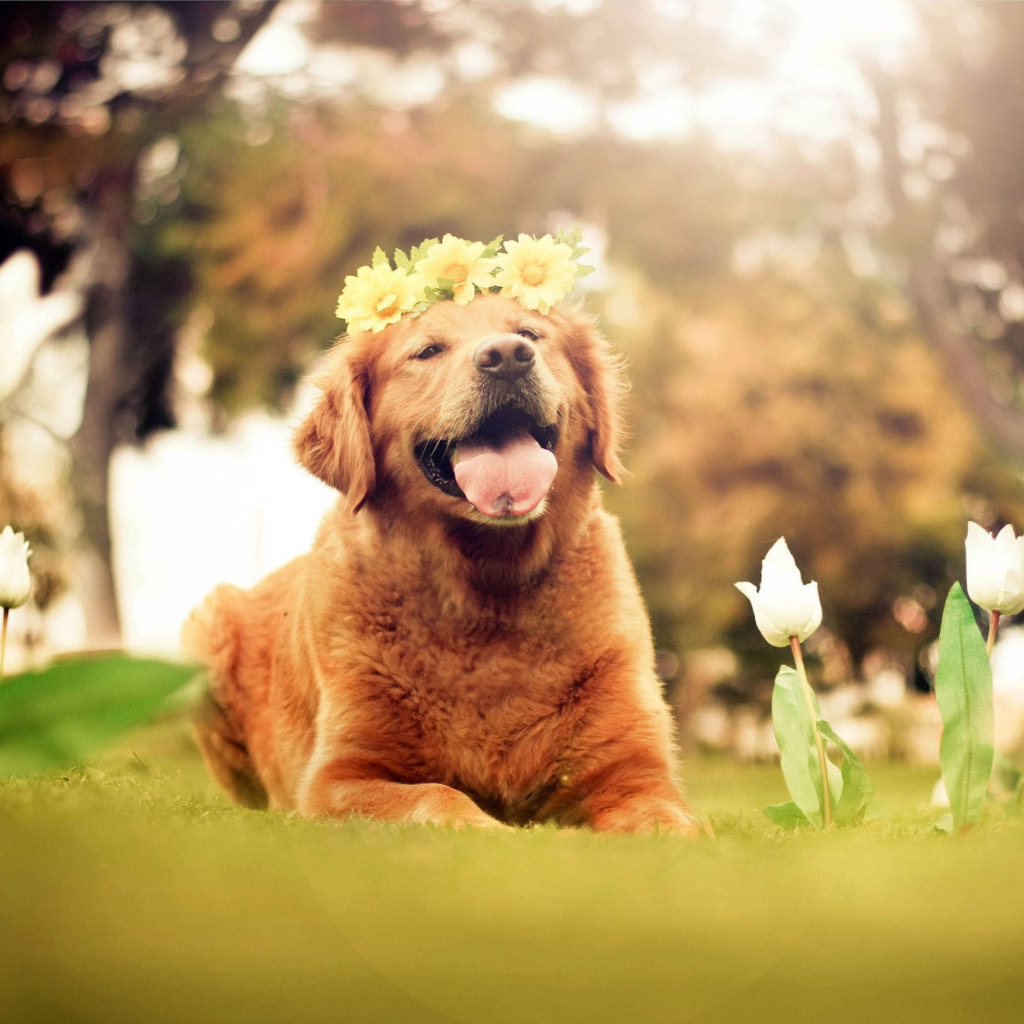 Fondo de pantalla Ginger Dog With Flower Wreath 1024x1024