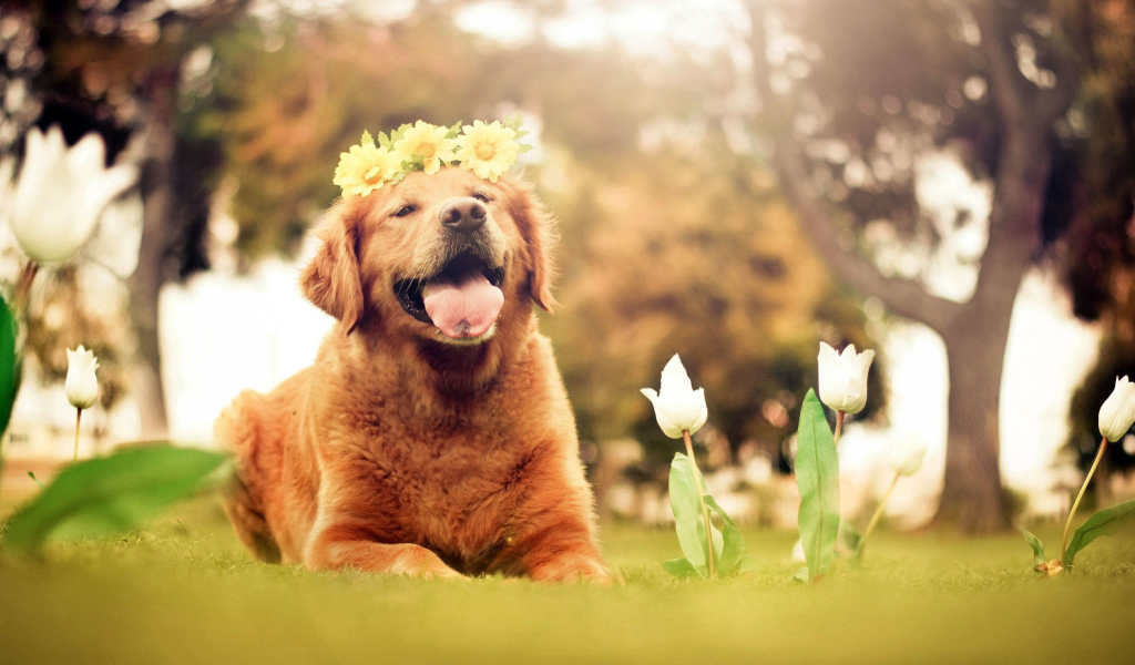 Screenshot №1 pro téma Ginger Dog With Flower Wreath 1024x600