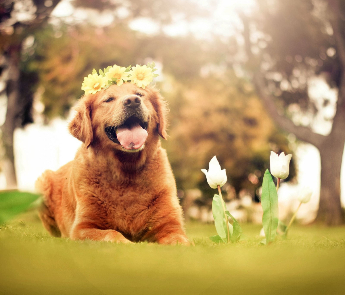 Sfondi Ginger Dog With Flower Wreath 1200x1024