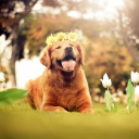 Ginger Dog With Flower Wreath wallpaper 128x128