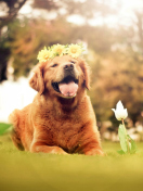 Обои Ginger Dog With Flower Wreath 132x176
