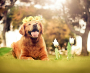 Обои Ginger Dog With Flower Wreath 176x144