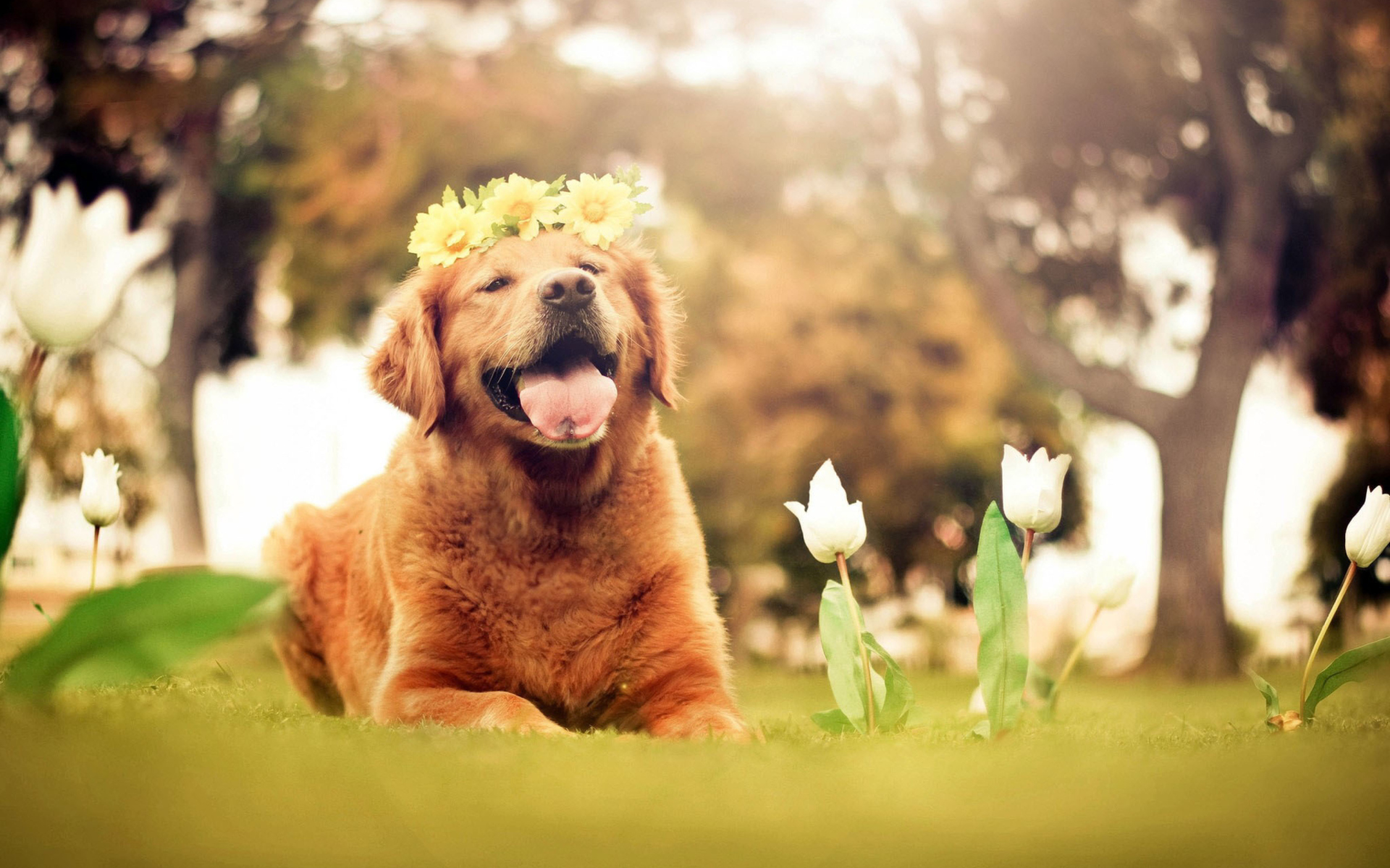 Ginger Dog With Flower Wreath wallpaper 1920x1200