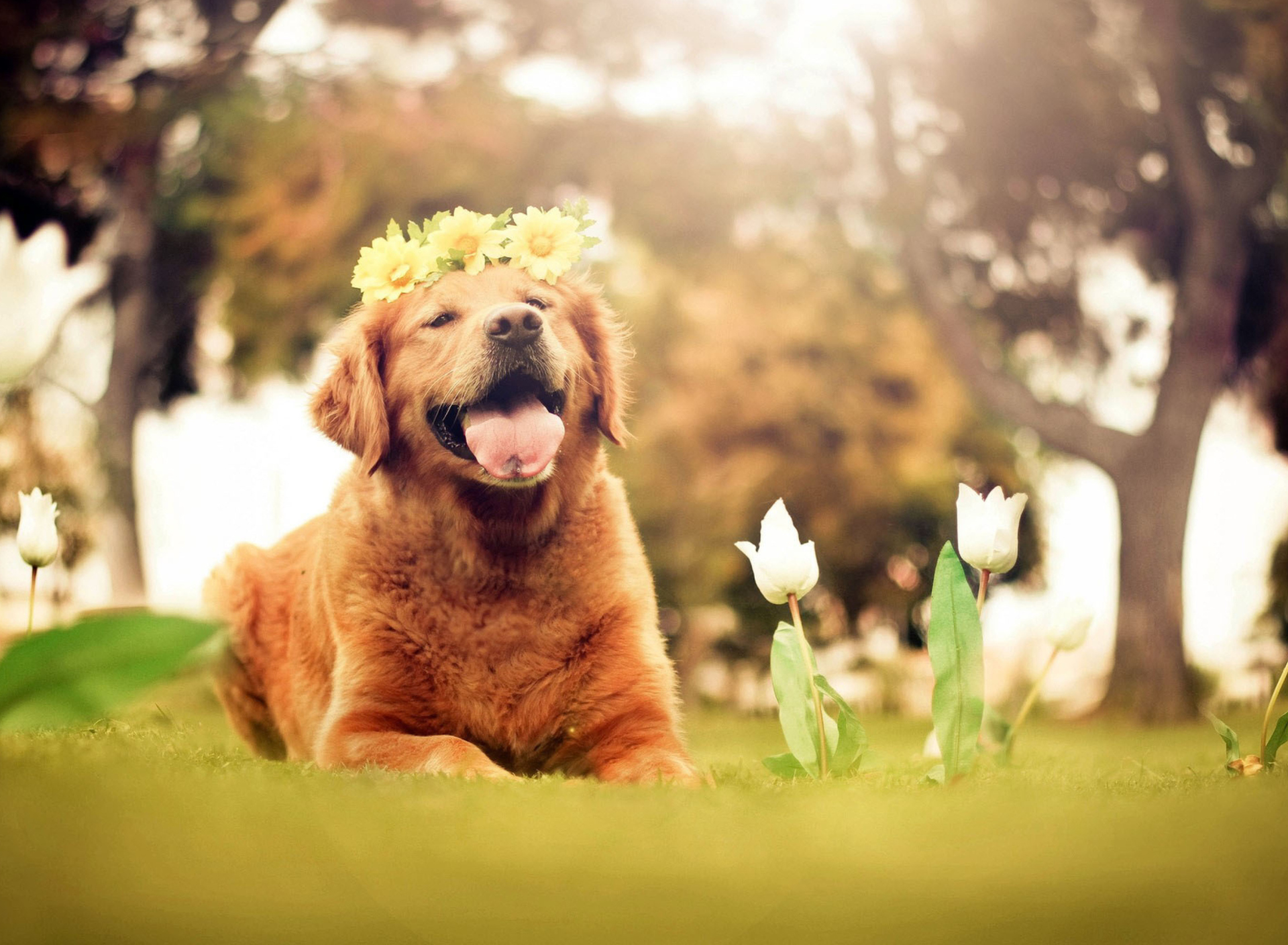 Обои Ginger Dog With Flower Wreath 1920x1408