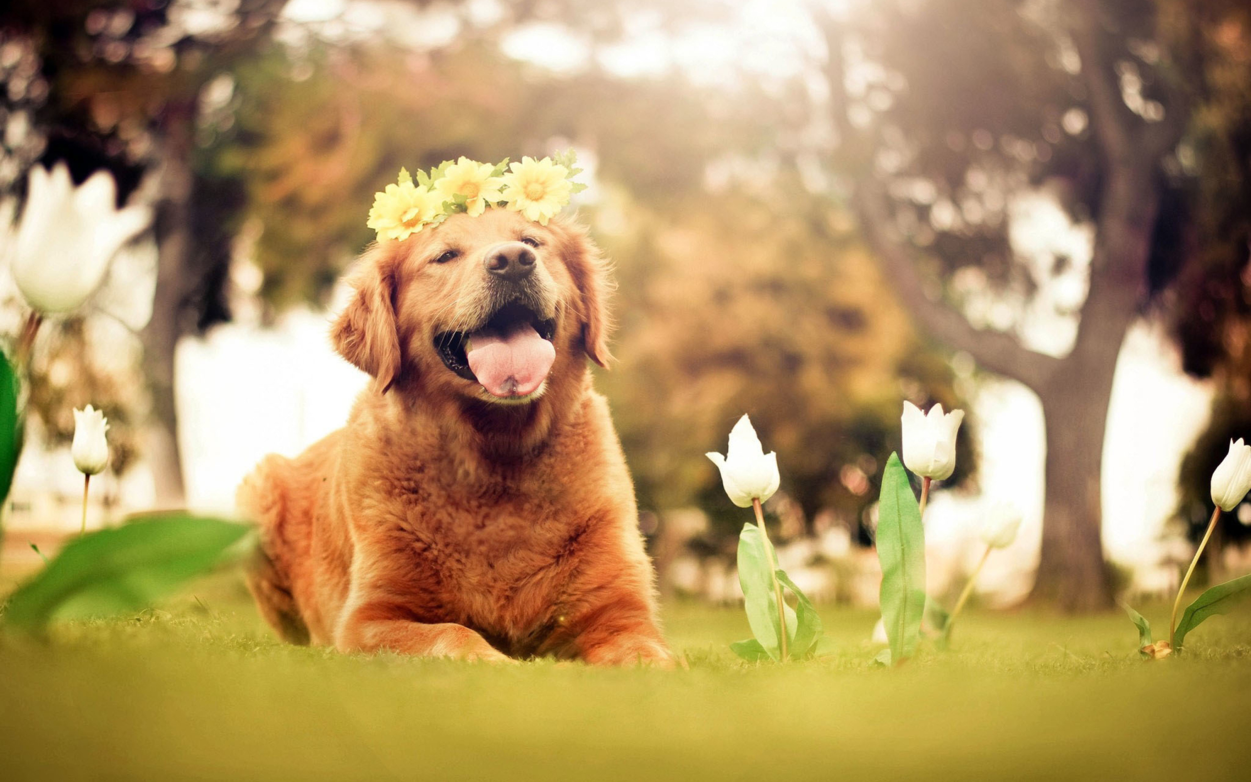 Обои Ginger Dog With Flower Wreath 2560x1600