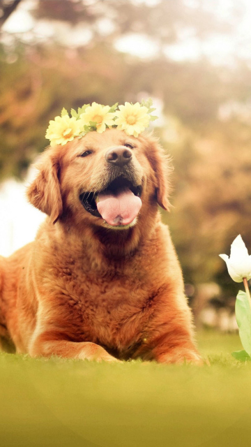 Обои Ginger Dog With Flower Wreath 360x640