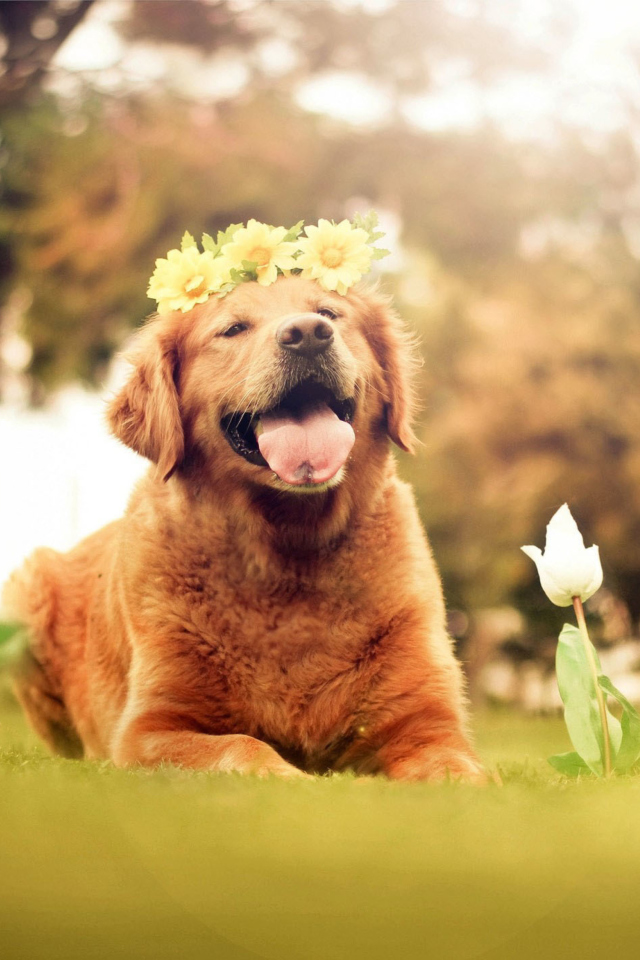 Sfondi Ginger Dog With Flower Wreath 640x960