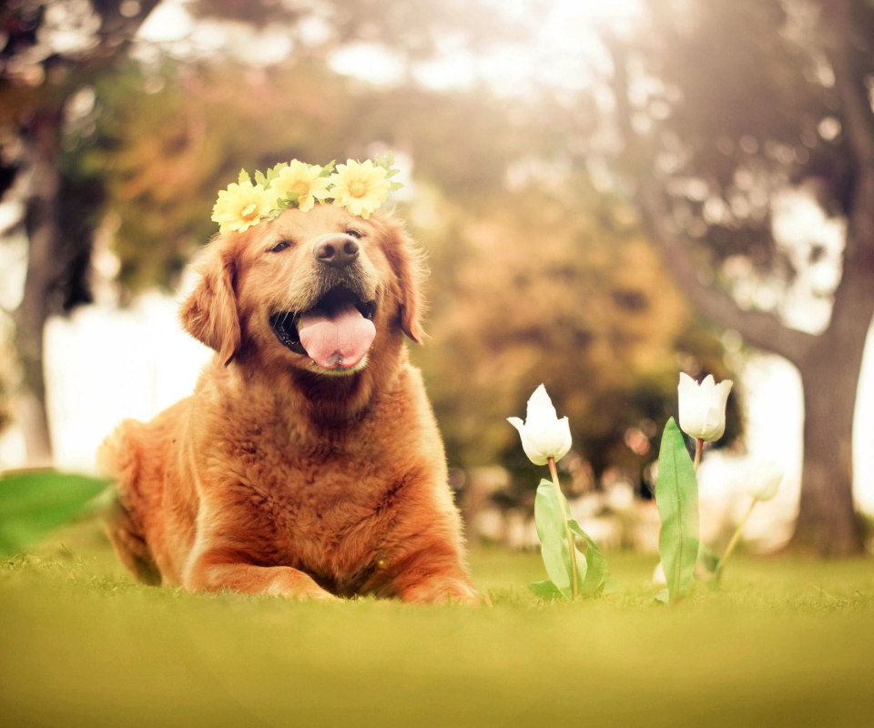 Sfondi Ginger Dog With Flower Wreath 960x800