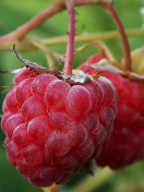 Sfondi Raspberries 132x176