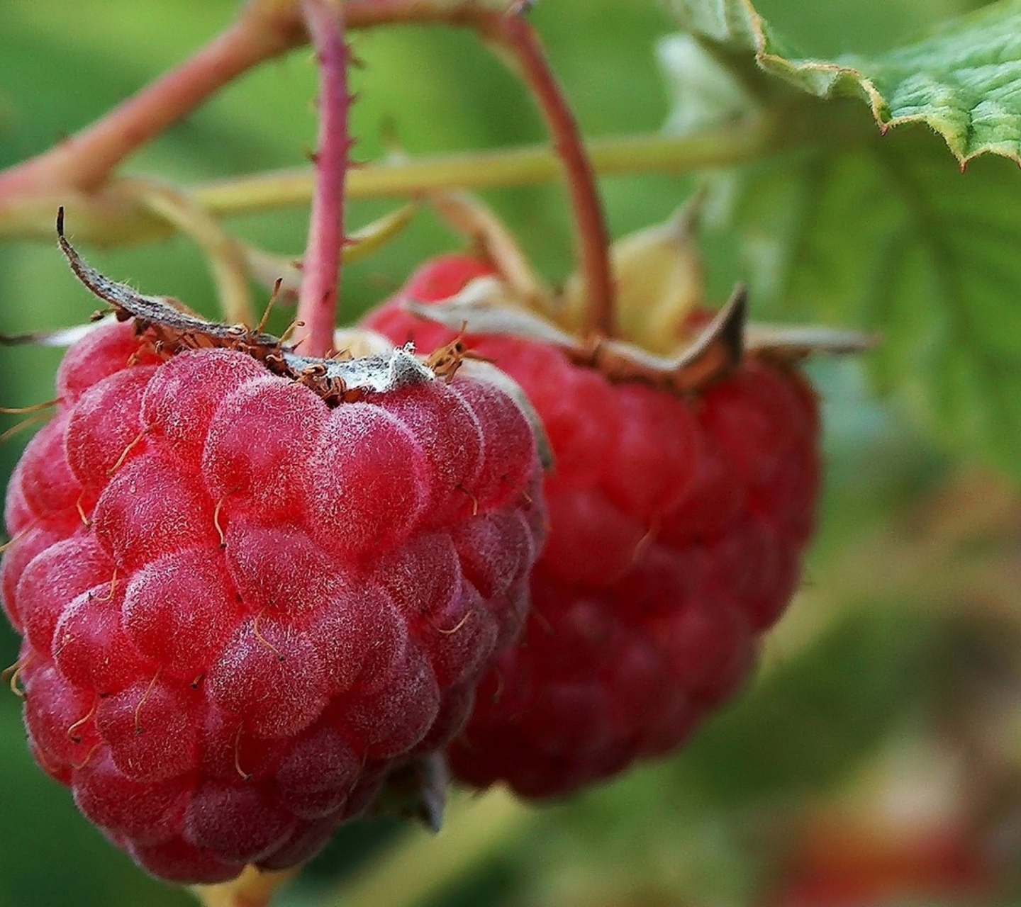 Raspberries wallpaper 1440x1280