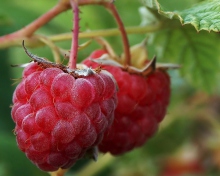 Sfondi Raspberries 220x176
