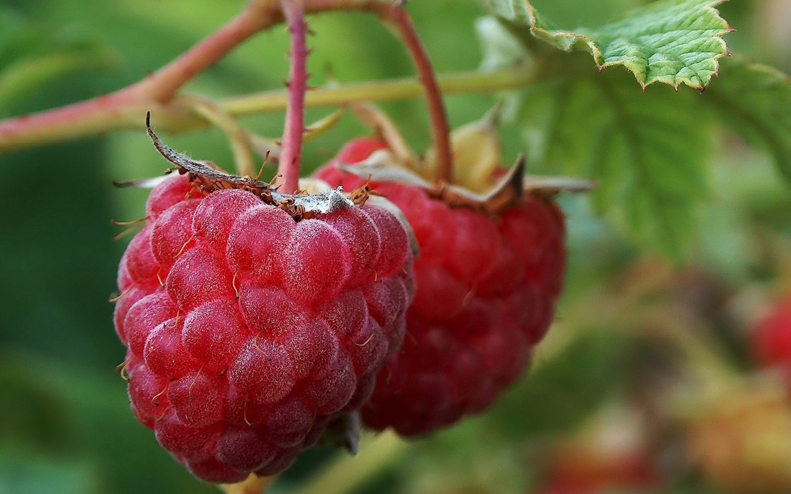 Обои Raspberries 2560x1600