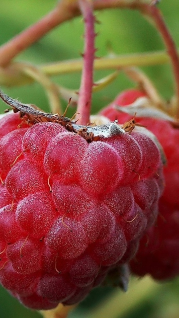 Raspberries screenshot #1 360x640
