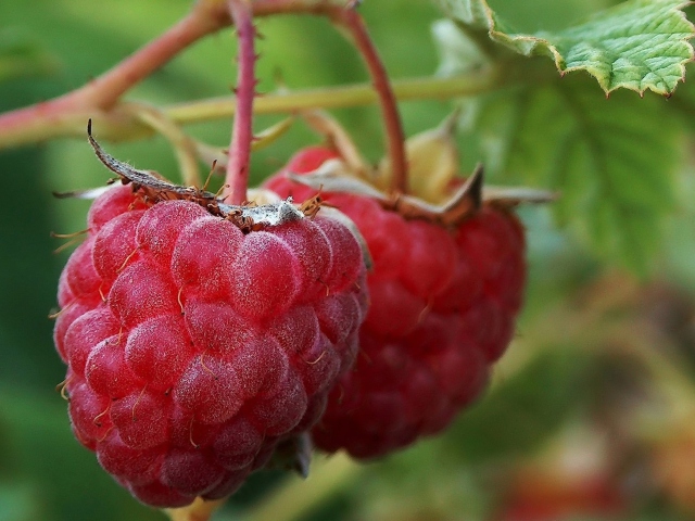 Das Raspberries Wallpaper 640x480