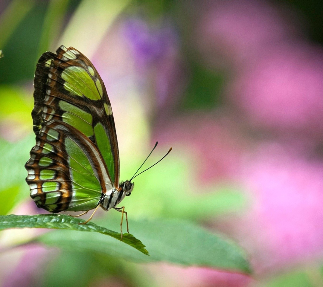 Sfondi Green Butterfly 1080x960