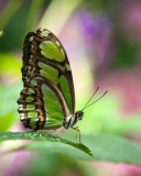 Sfondi Green Butterfly 128x160