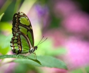 Обои Green Butterfly 176x144
