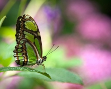 Green Butterfly screenshot #1 220x176