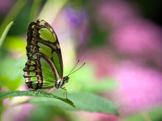 Fondo de pantalla Green Butterfly 320x240