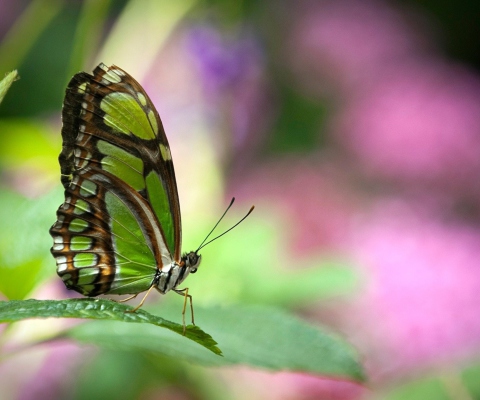Sfondi Green Butterfly 480x400